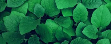 Green leaves