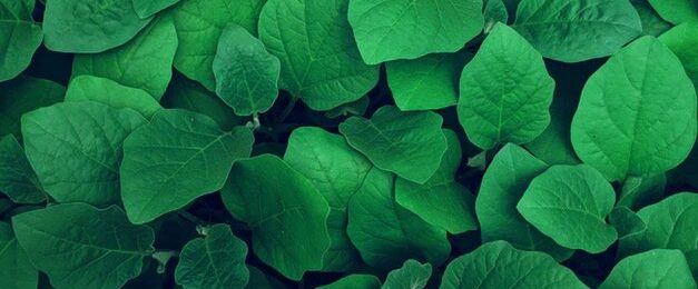 Green leaves