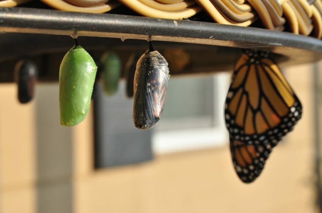 Leading Change - Image of Chrysalis and Butterfly
