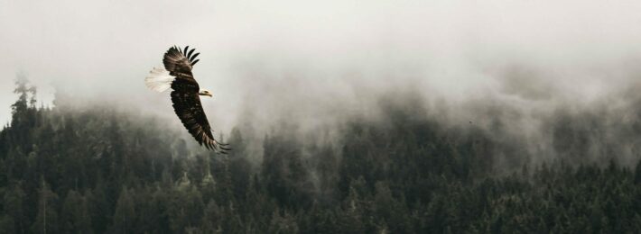 Military Students - Photo of an Eagle Flying Over Woodland