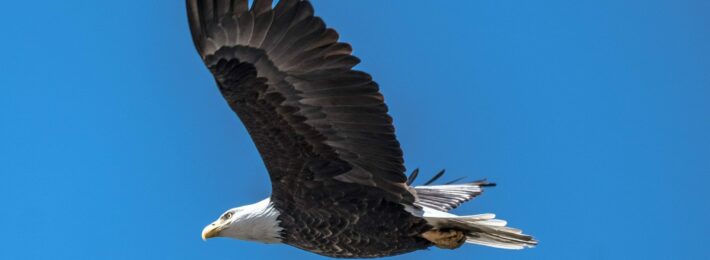 Best Colleges for Veterans - Symbolic Image of an Eagle