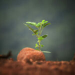 Chief Advancement Officer Nurturing Growth of a New Relationship with a President - Image of a green plant sprouting from the earth