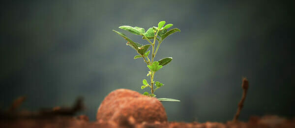 Chief Advancement Officer Nurturing Growth of a New Relationship with a President - Image of a green plant sprouting from the earth