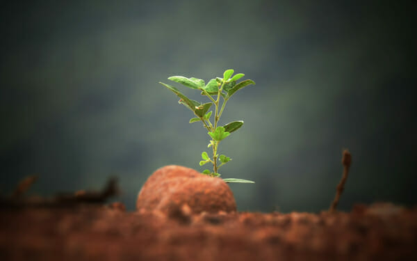 Chief Advancement Officer Nurturing Growth of a New Relationship with a President - Image of a green plant sprouting from the earth