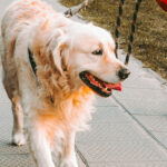 a golden retriever walking with its owner wearing an assistant animal vest