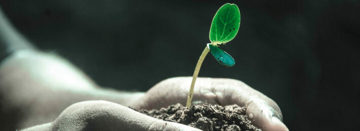 Why Donors Give - Image of a Growing Plant