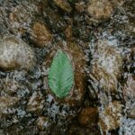 single leaf caught on a rock with water flowing around it