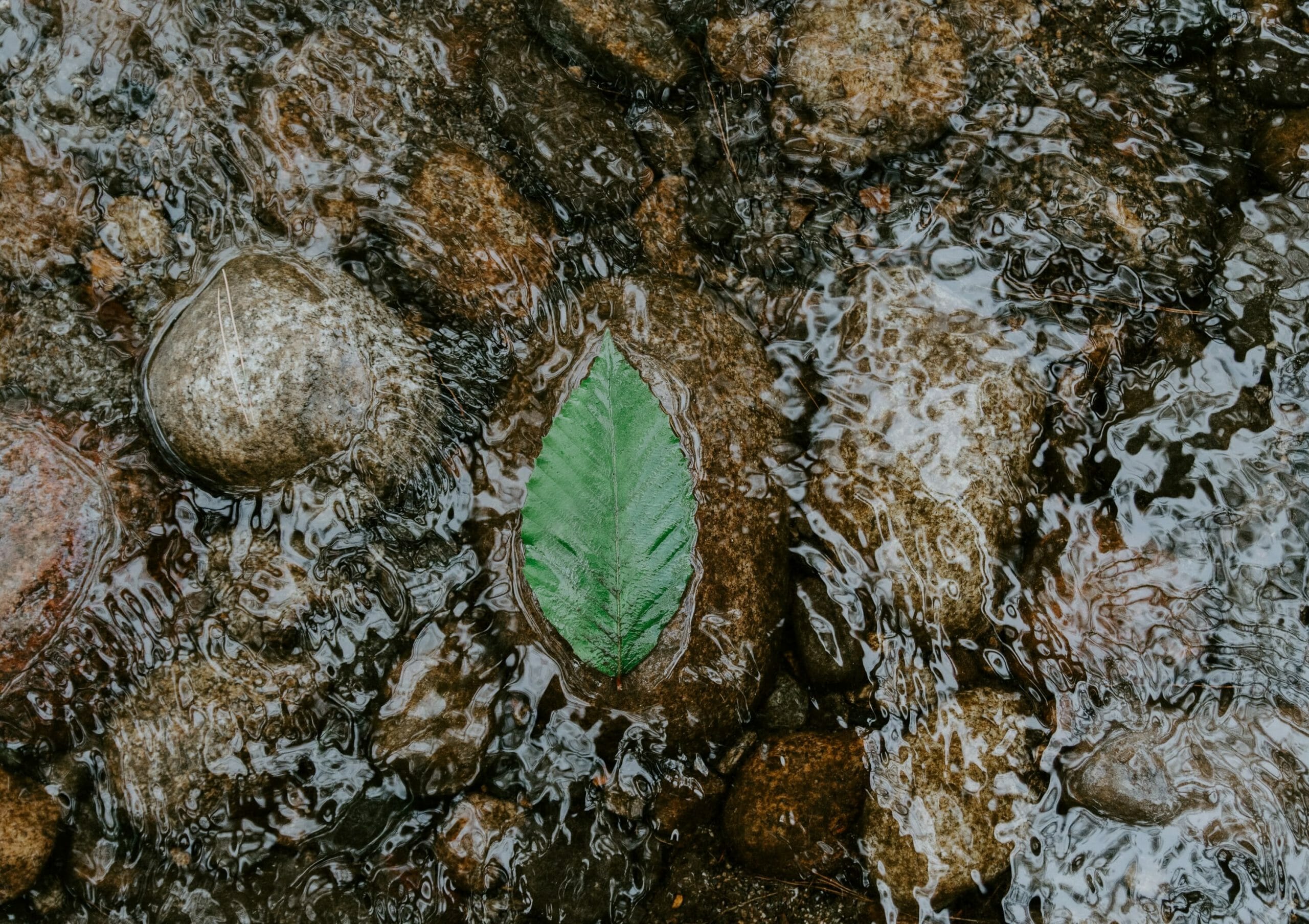 single leaf caught on a rock with water flowing around it