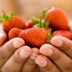 Holding fresh strawberries