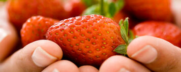 Holding fresh strawberries