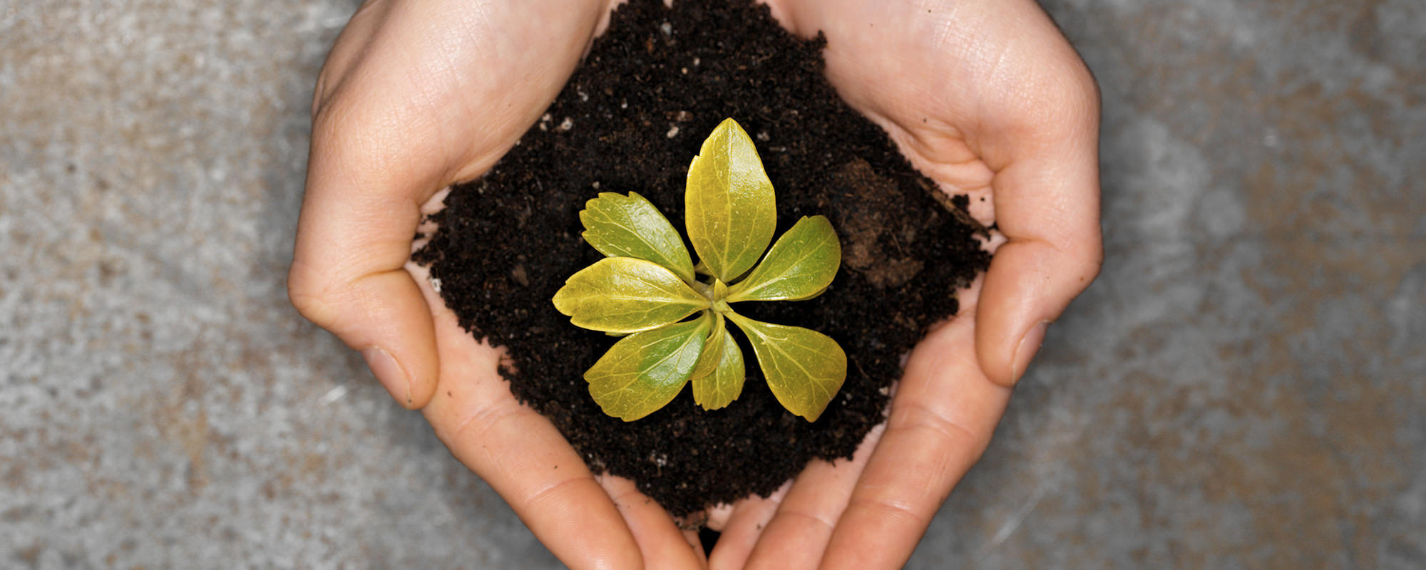 Holding plant in hand