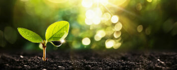 Plant growing