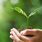 Holding a plant