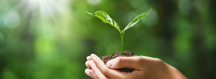 Holding a plant