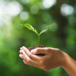 Holding a plant