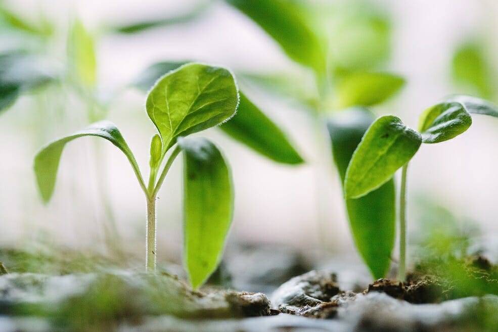 Image of plants growing