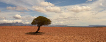 Tree in the desert