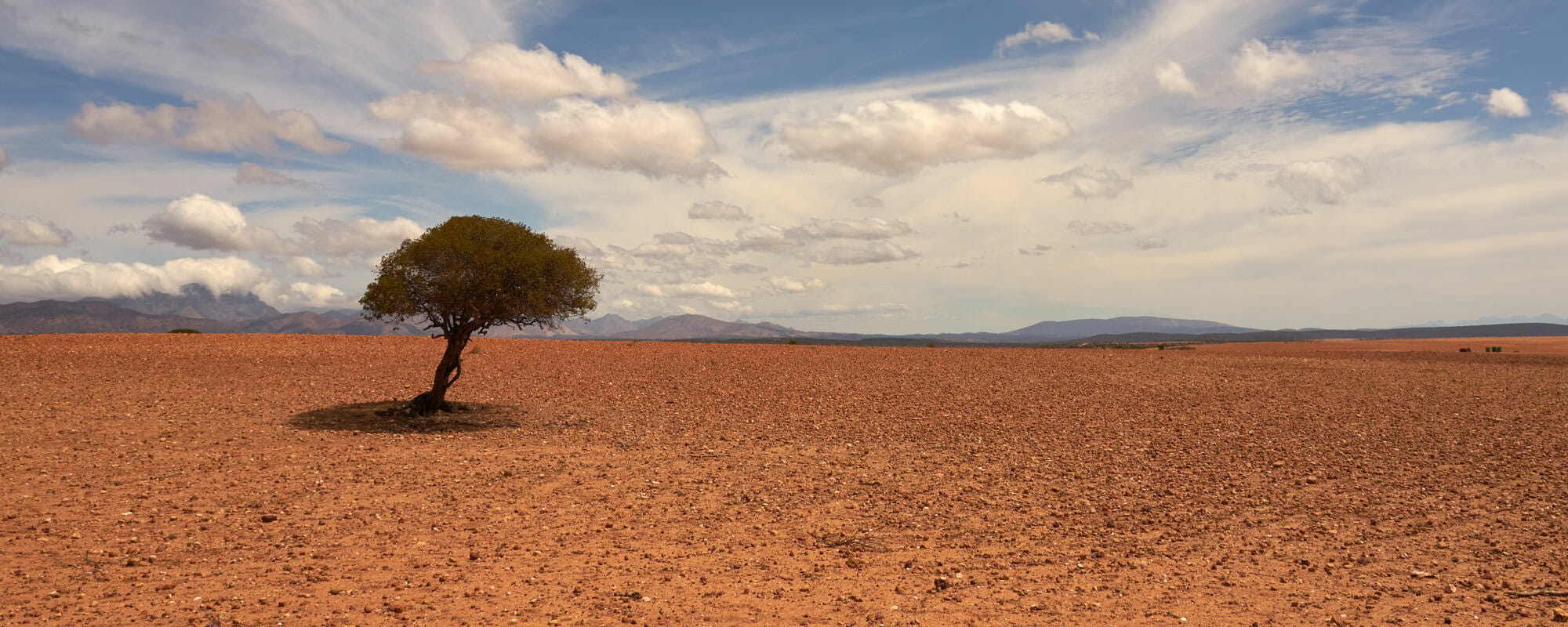 Tree in the desert