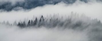 Image of trees lost in fog