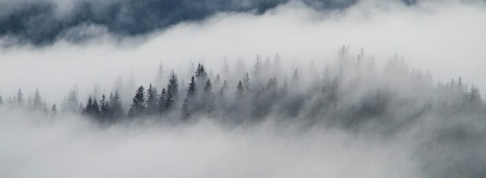 Image of trees lost in fog