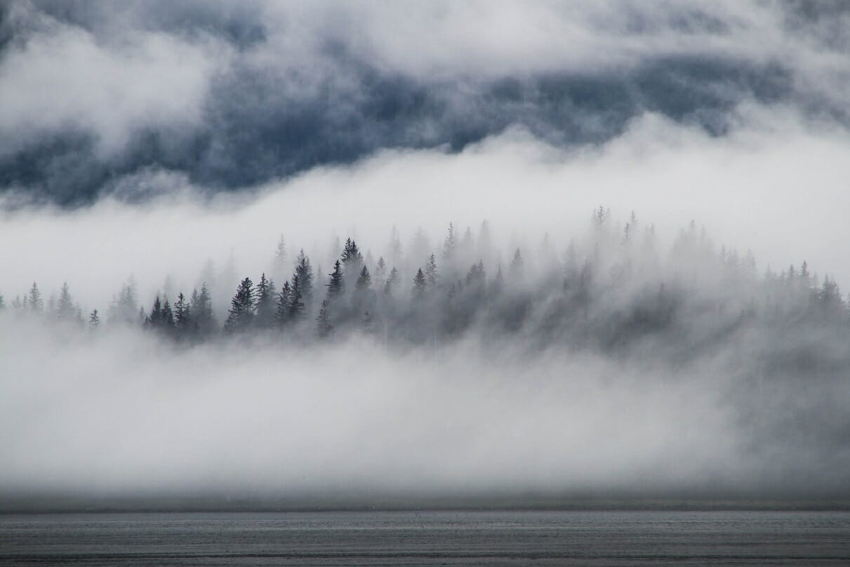 Image of trees lost in fog