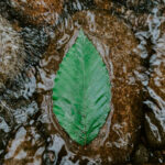 Leaf floating