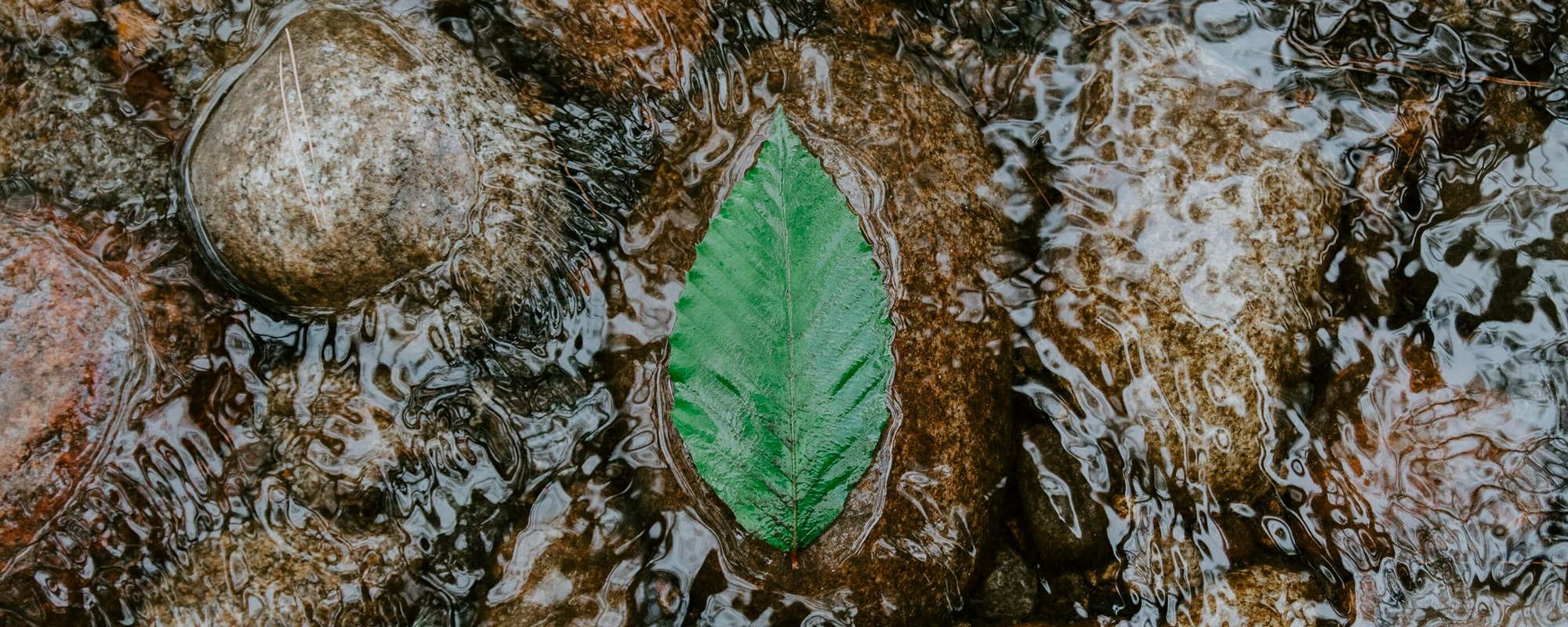 leaf-floating Leaf floating