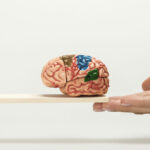 A hand supporting a wooden plank that is holding a model of a brain.