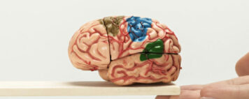 A hand supporting a wooden plank that is holding a model of a brain.