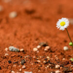 Resilient daisy in the dirt