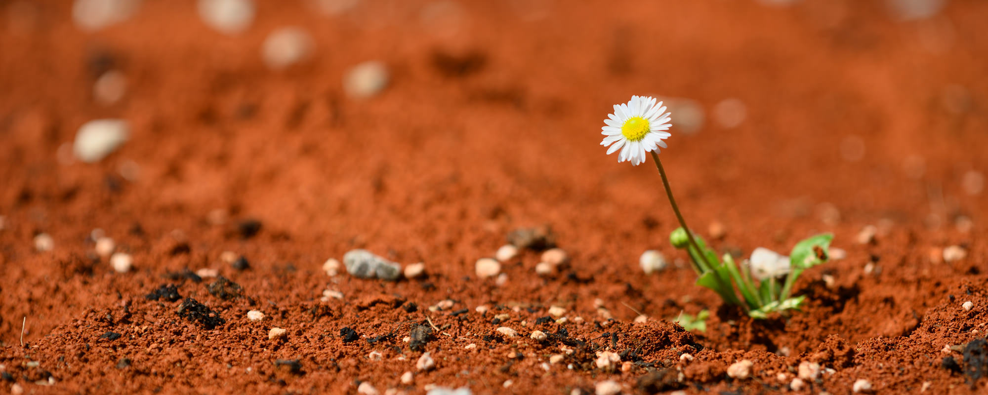Resilient daisy in the dirt